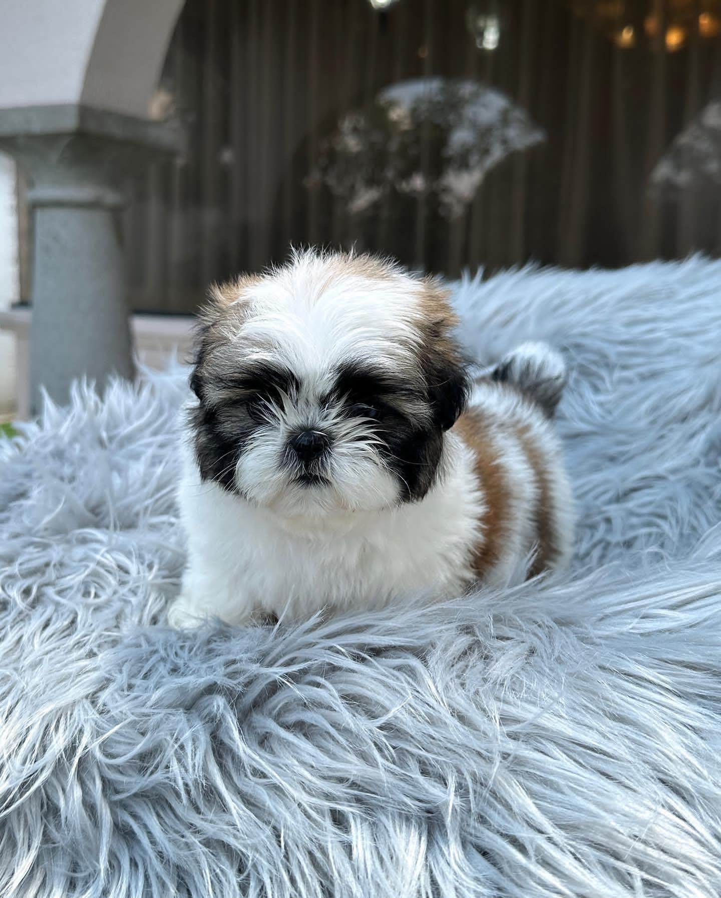 dianastzu family puppies